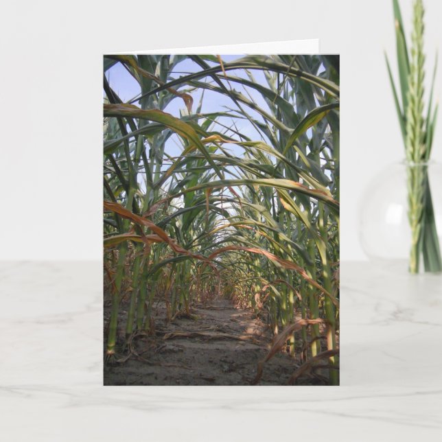 Carte Hallowe’en "Rows of Corn" (Devant)