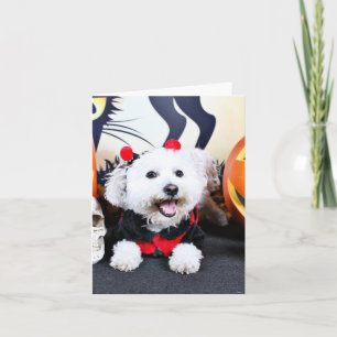 Carte Halloween - Bichon Frise - Andi