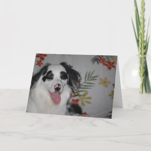 Carte Happy Birthday!  Australian Shepherd (Devant)