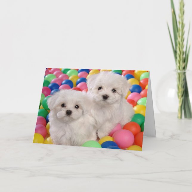 Carte Happy Birthday Bichon Frise White Puppy Dog (Devant)