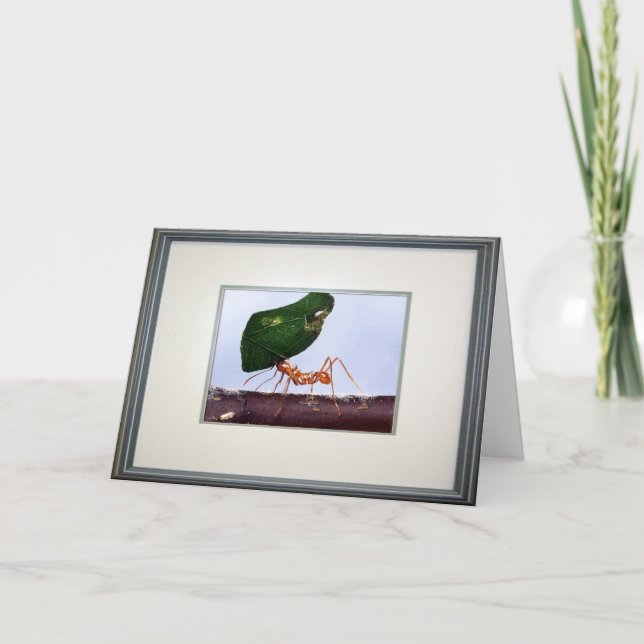 Carte Hautes espérances (Devant)