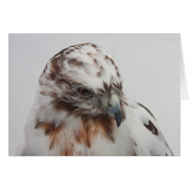 Carte Hawk (Devant Horizontal)