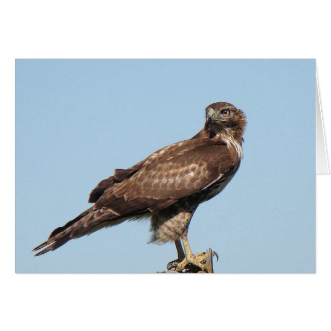 Carte Hawk à queue rouge (Devant horizontal)