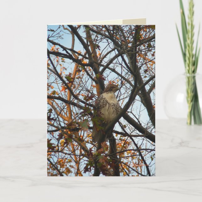 Carte Hawk Day (Devant)