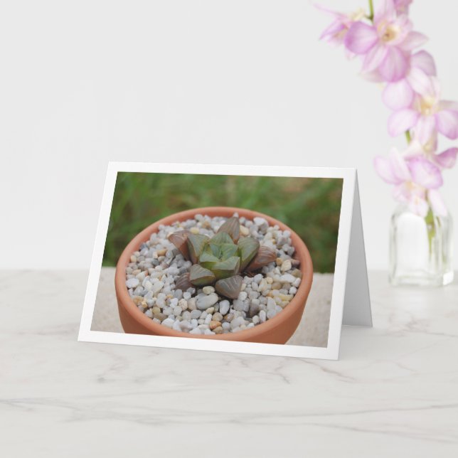 Carte Haworthia cooperi, Plante grasse (Orchidée)