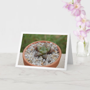Carte Haworthia cooperi, Plante grasse