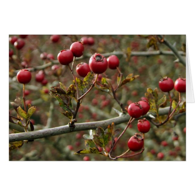Carte Hawthorn Berries (Devant horizontal)