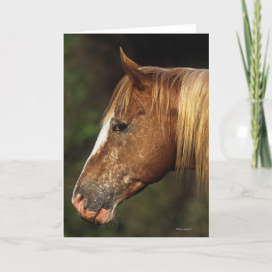 Carte Headshot 1 de cheval d'Appaloosa