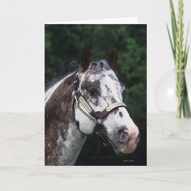 Carte Headshot 2 de cheval d'Appaloosa (Devant)