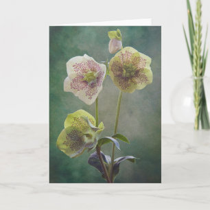 Carte Helleborus