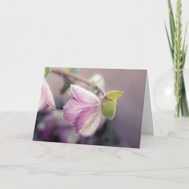 Carte Helleborus gelé (Devant)