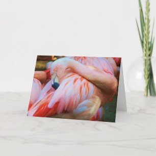 Carte Hello/Any Occasion Card_Card