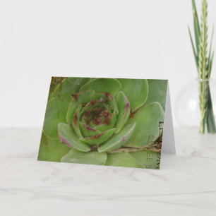 Carte Hen et pousses Plante avec texture