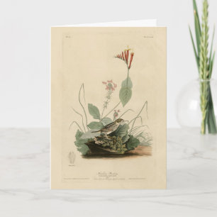 Carte Henslow's Bunting (Sparrow), Audubon Birds America