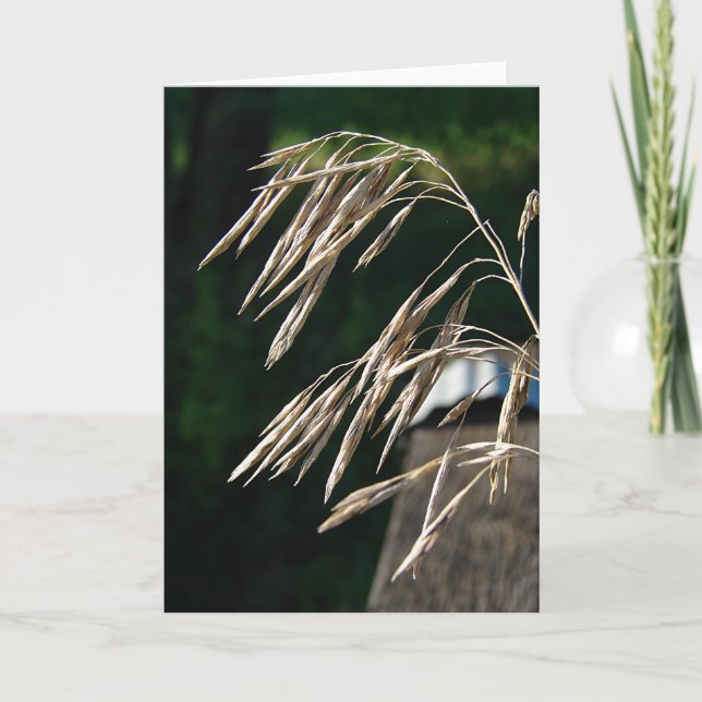 Carte Herbe Allée Aux Graines (Devant)