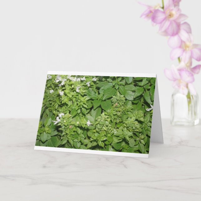 Carte Herbe basique (basilique d'Ocimum) (Orchidée)