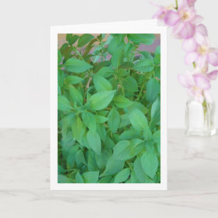 Carte Herbe de Basilic (Ocimum basilicum)