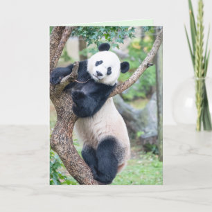 Carte Here's Looking at You Panda Greeting Card