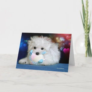 Carte Hermes the Maltese Birthday Greeting Card
