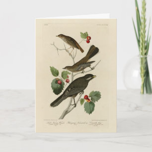 Carte Hermite Thrush, Grey Jay Audubon's Birds of Americ