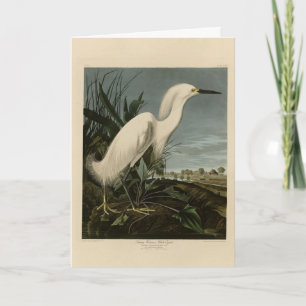 Carte Héron de neige (Egret) - Les oiseaux d'Amérique d'