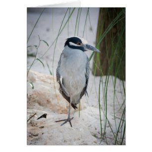Carte Heron de nuit