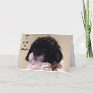CARTE HEUREUX "ANNIVERSAIRE" DE CUTE SHIH TZU PUP