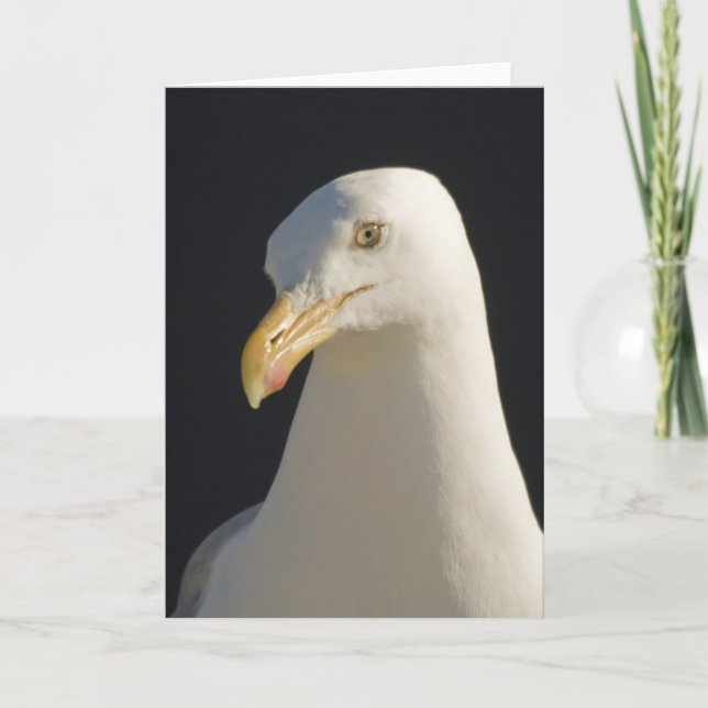 Carte Hey Big Fella Seagull Card (Devant)