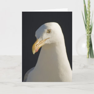 Carte Hey Big Fella Seagull Card