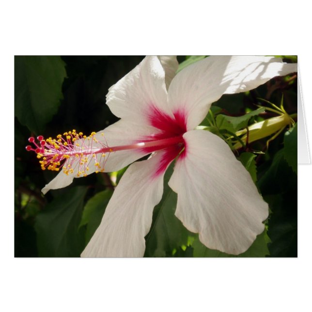 Carte Hibiscus (Devant horizontal)