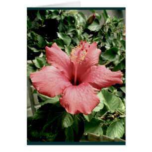 Carte Hibiscus
