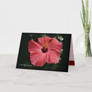 Carte Hibiscus du corail