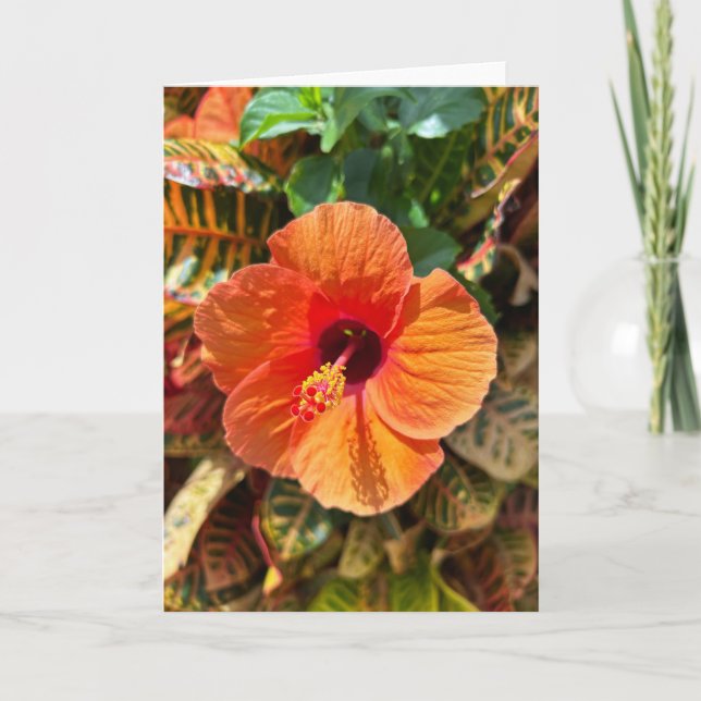 Carte Hibiscus et Croton (Devant)