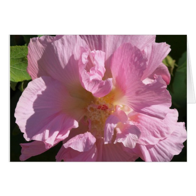 Carte Hibiscus rose 5X7 (Devant horizontal)