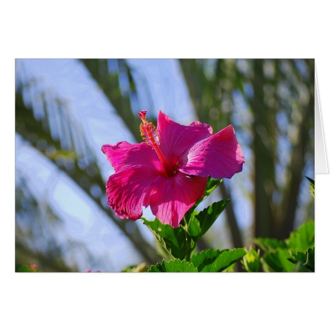Carte Hibiscus rose chaud (Devant horizontal)