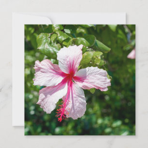 Carte Hibiscus rose Fleur tropicale Salutation d'anniver