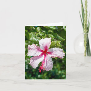 Carte Hibiscus rose Fleur tropicale Salutation d'anniver