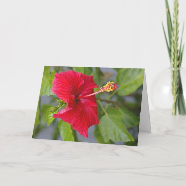 Carte Hibiscus rouge embouteillé, Fleur de Louise (Devant)