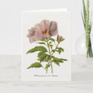 Carte Hibiscus syriacus var. chinensis par Louis-Aristid