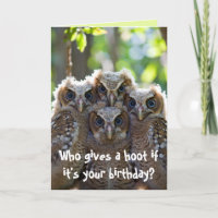 Hibou