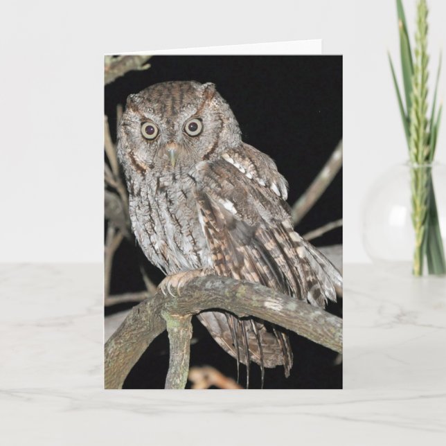 Carte Hibou de cri strident (Devant)