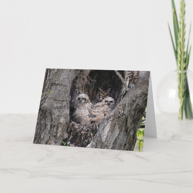 Carte Hibou et owley (Devant)