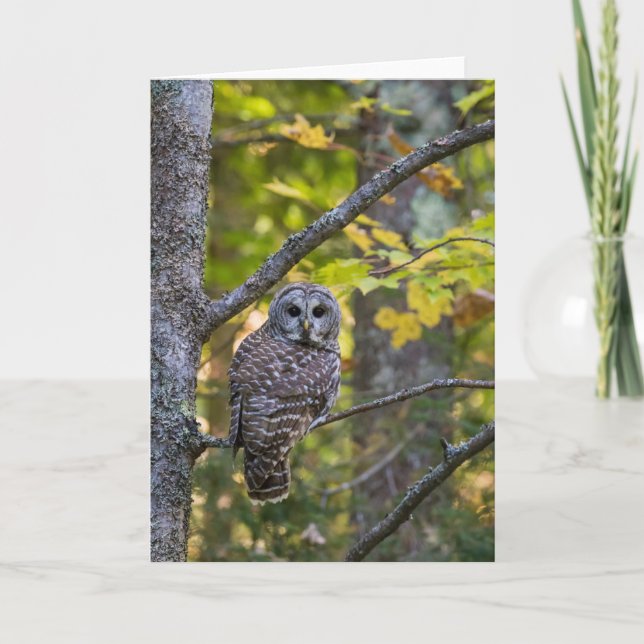 Carte Hibou moyen-duc en automne | Comté d'Alger, MI (Devant)