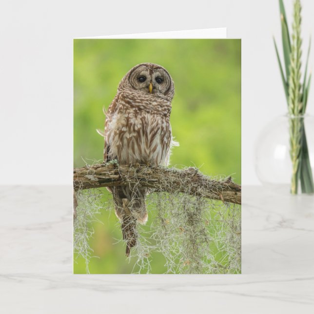 Carte Hibou rayé sur branche d'arbre (Devant)