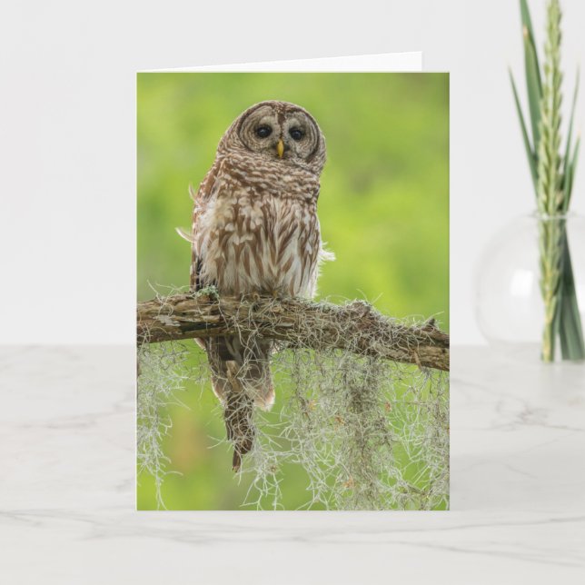Carte Hibou rayé sur branche d'arbre (Devant)