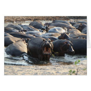 Carte Hippo - Vide à l'intérieur