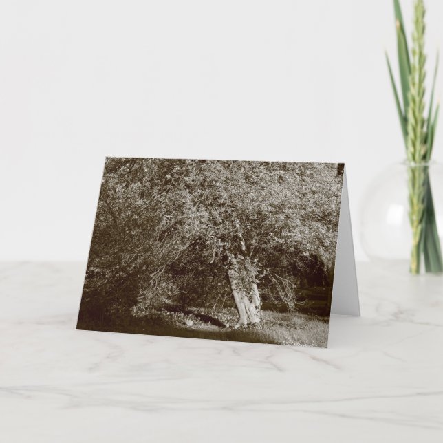 Carte Holly Tree - Sepia (Devant)