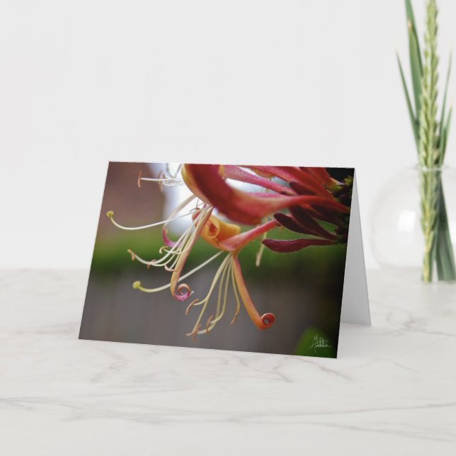 Carte Honeysuckle [Carte de voeux] (Devant)