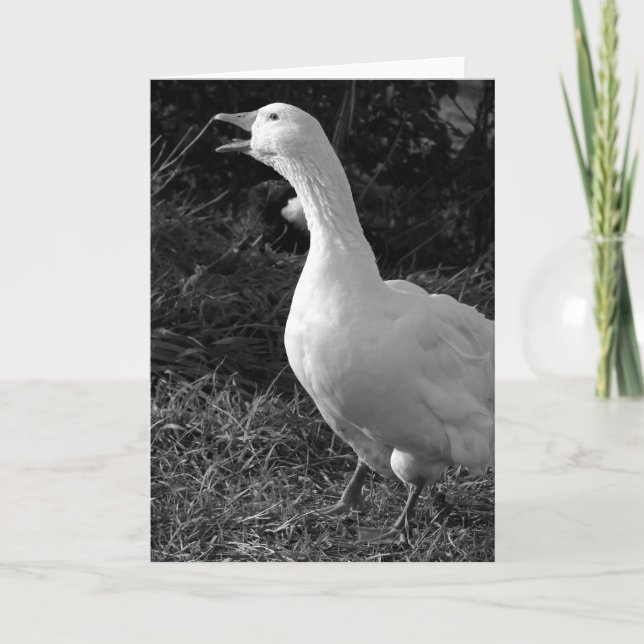 Carte Honking Sebbie (Devant)