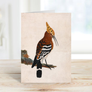 Carte Hoopoe commun   William Lewin